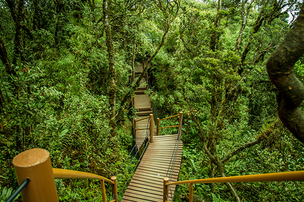 Khu rừng rêu Mossy Forest